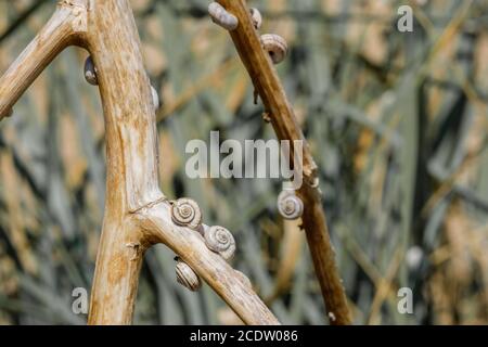 Selektiver Fokus auf kleine Spiralschalen von Steppenschnecken auf getrockneten Pflanzenstämmen. Schöner natürlicher Hintergrund. Makroaufnahme von Weichtieren in freier Wildbahn. Kopieren Stockfoto