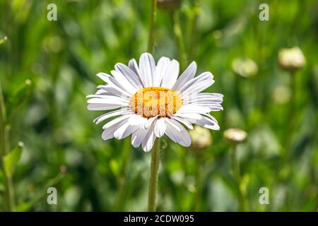 Wilde Gänseblümchen Blume, wächst in einem Feld Stockfoto