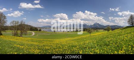 Panorama Landschaft im Allgäu bei Füssen mit Blumenwiese im Frühling Stockfoto