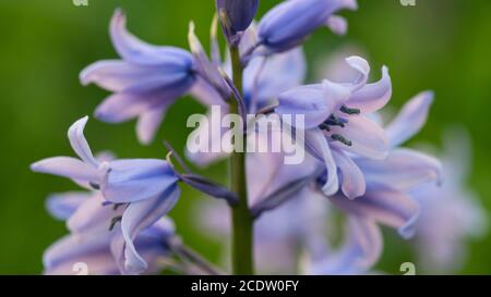 Campanula rotundifolia oder bluebell oder Harebell blauen Blüten in der Nähe Mit grüner Natur Hintergrund Stockfoto