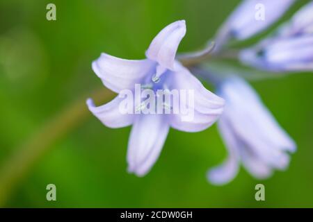 Campanula rotundifolia oder bluebell oder Harebell blauen Blüten in der Nähe Mit grüner Natur Hintergrund Stockfoto