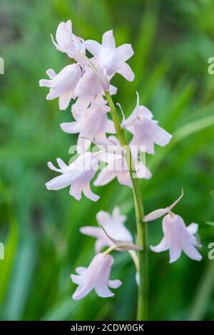 Lila Harebell Blumen, Campanula rotundifolia, Nahaufnahme auf grünem natürlichen Hintergrund, selektiver Fokus. Stockfoto