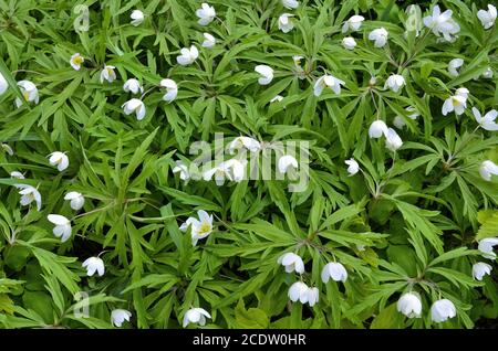 Früher Frühling weiße Wildblumen Schneeglöllanemone (Anemone sylvestris) Stockfoto