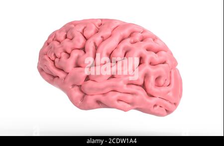 3D-Darstellung des menschlichen Gehirns in Weiß 3 isolierte d Abbildung Stockfoto