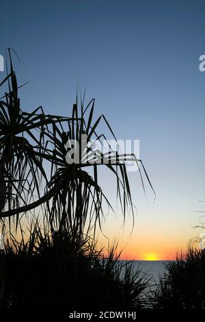 Silhouette Pandanus spiralis bei Sonnenuntergang gegen den Ozean in der Northern Territory of Australia Stockfoto