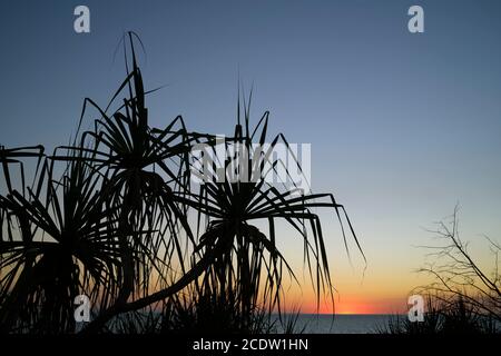 Silhouette Pandanus spiralis bei Sonnenuntergang gegen den Ozean in der Northern Territory of Australia Stockfoto