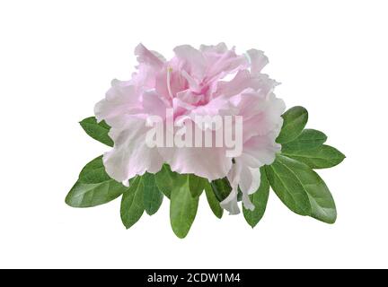 Zarte, hellrosa Azaleen-Blüten (Rhododendron) mit Blättern aus nächster Nähe, isoliert auf Weiß Stockfoto