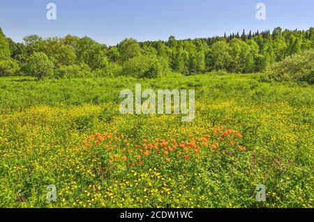 Sommerlandschaft blühender Waldlichtung mit orangefarbenen Wildblumen Stockfoto