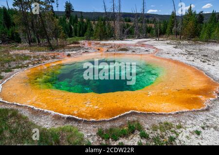 Leuchtend grüne und gelbe Bakterien gedeihen im geothermischen Wasser des Morning Glory Pools an einem sonnigen Sommertag im Yellowstone National Park. Stockfoto