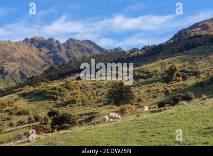 Schafe auf einer grünen Wiese und schneebedeckte Berge im Hintergrund in der Southern Scenic Route, New Zeal Stockfoto