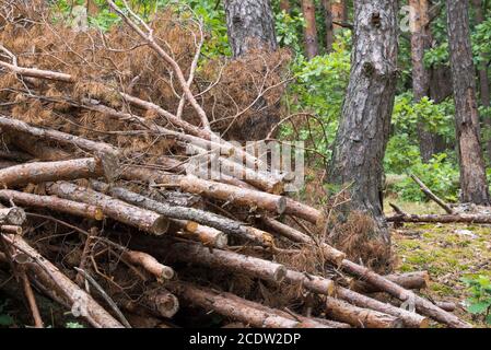 Stapel von geschnittenen Kiefern im Wald Stockfoto