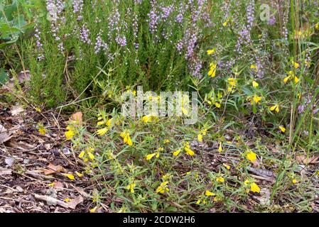 Gelber Kuhweizen und lila Heidekraut blüht im Wald Stockfoto