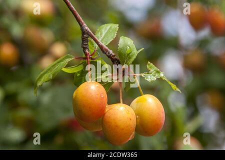 Mirabellen auf dem Baum (Prunus domestica subsp. Syriaca) Stockfoto