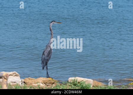 Ein großer Blaureiher, der auf einem Felsen am Ufer eines Sees steht und an einem sonnigen Sommertag über das Wasser blickt. Stockfoto