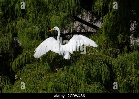 Großer Weißer Reiher, der seine mächtigen Flügel flattert, während er an einem sonnigen Morgen hoch in den Ästen einer Zeder landet. Stockfoto