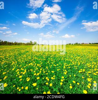 Löwenzahn Wiese im Frühling, Taraxacum Officinale, Deutschland, Europa Stockfoto