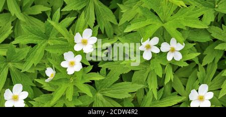 Schöne Frühlingshintergrund - weiße zarten Wildblumen Anemonen mit geschnitzten Blätter Stockfoto