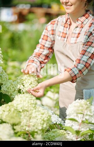 Zeitgenössische junge Gärtnerin in Arbeitskleidung berühren Blüte der Hortensien Stockfoto