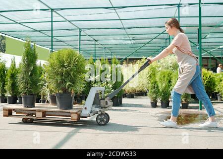 Seitenansicht der jungen Arbeiterin des Gewächshauses, die den Wagen schiebt Mit Thuja-Büschen Stockfoto