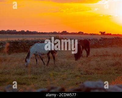 Pferd im Sonnenuntergang Beweidung im spanischen Dehesa Stockfoto