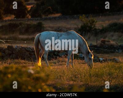 Weißes Pferd bei Sonnenuntergang grast in der spanischen dehesa Stockfoto