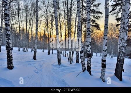 Herrliche Winterlandschaft - goldener Sonnenuntergang im Birkenhain. Stockfoto