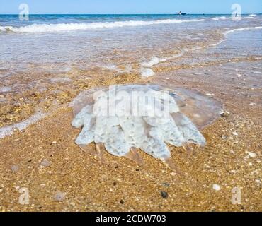 Tote Quallen im seichten Wasser. Qualle Rhizostoma Wurzelseil, an das Ufer des Meeres geworfen. Tote Qualle. Stockfoto