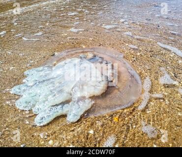 Tote Quallen im seichten Wasser. Qualle Rhizostoma Wurzelseil, an das Ufer des Meeres geworfen. Tote Qualle. Stockfoto