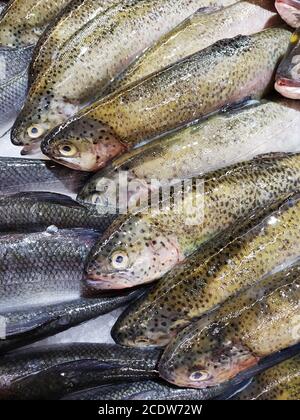 Verschiedene Seefischarten auf der Theke in einem griechischen Fischgeschäft Stockfoto