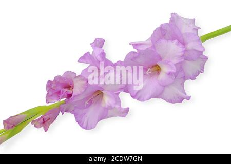 Einzelne sanfte Flieder schöne Gladiolusblume isoliert auf weißem Hintergrund Stockfoto