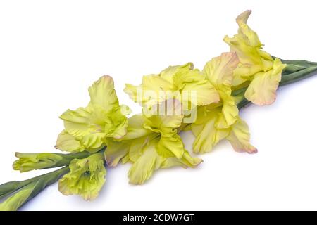 Einzelne schöne gelbe Gladiolusblume isoliert auf weißem Hintergrund Stockfoto