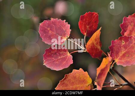 Helle bunte Herbstblätter von Espenzweig auf dunklem Hintergrund Stockfoto
