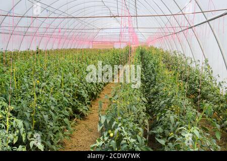 Tomaten im Gewächshaus. Gefesselte Tomaten in den Reihen Stockfoto