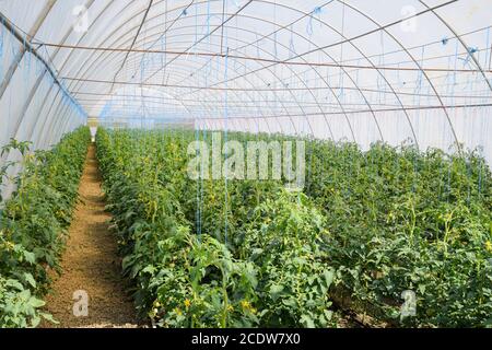 Tomaten im Gewächshaus. Gefesselte Tomaten in den Reihen Stockfoto