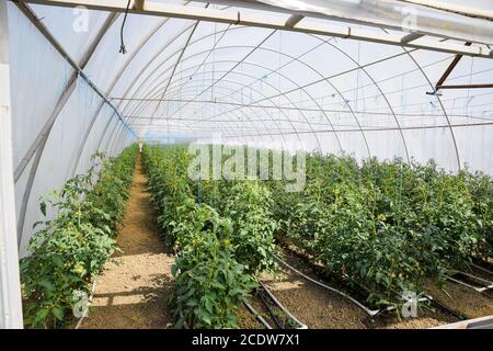 Tomaten im Gewächshaus. Gefesselte Tomaten in den Reihen Stockfoto