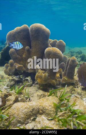Abudefduf saxatilis und Dendrogyra cylindrus Stockfoto