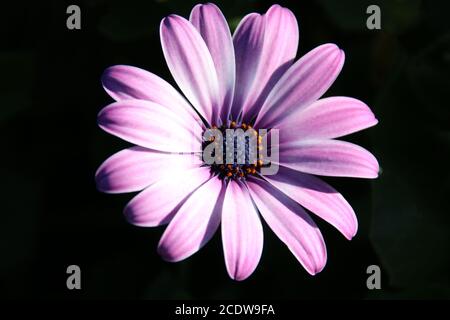 Eine violette Osteospermum (Afrikanische Gänseblümchen) Blume im Frühling Sonnenschein isoliert auf einem dunklen Hintergrund Stockfoto