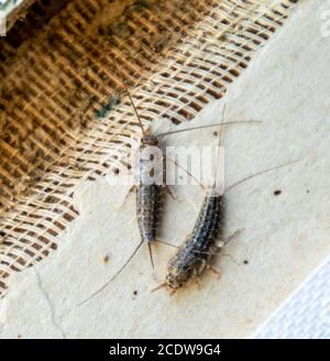 Pest Bücher und Zeitungen. Insekten füttern auf Papier - silberfische, lepisma Stockfoto