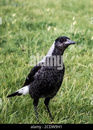 Junge australische Elster (Cracticus tibicen) auf grünem Gras Stockfoto