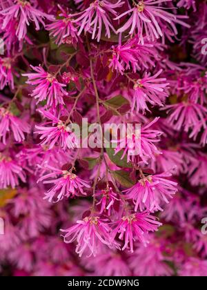 Loropetalum chinense (chinesische Fransenblume) blüht Stockfoto