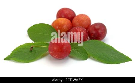 Rote Mirabelle Pflaumen in einer Nahaufnahme Stockfoto