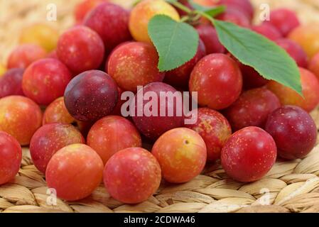 Rote Mirabelle Pflaumen in einer Nahaufnahme Stockfoto