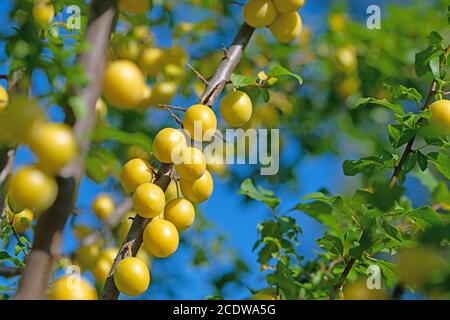 Gelbe Mirabellpflaumen auf dem Baum Stockfoto