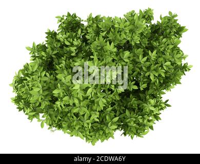 Avocado Baum isoliert auf weißem Hintergrund. Draufsicht Stockfoto