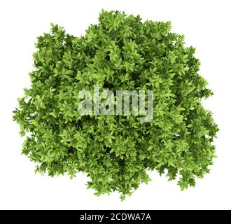 Avocado Baum isoliert auf weißem Hintergrund. Draufsicht Stockfoto