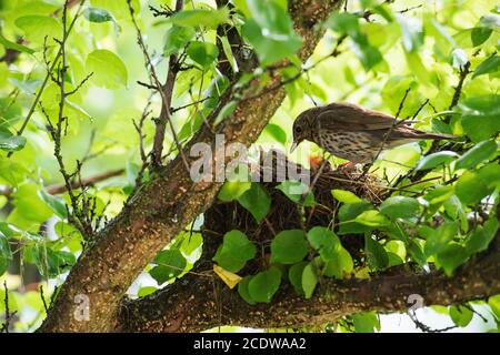 Der singvogel (lateinisch Turdus philomelos) brachte Nahrung zu seinen Nestlingen. Nest ist schalenförmig und aus trockenen Stämmen krautiger Pflanzen hergestellt Stockfoto