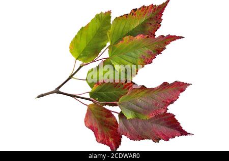 Herbst bunte Blätter von tatarian Ahorn (Acer tataricum) Isoliert auf Weiß Stockfoto