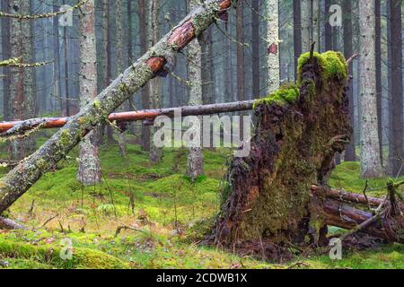 Entwurzelte Baum in Nadelwäldern Stockfoto