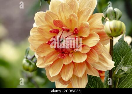 Dekorative Dahlie 'Arc de Triomphe' Stockfoto