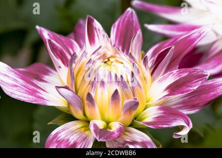 Semi-Cactus Dahlien orbet' Stockfoto